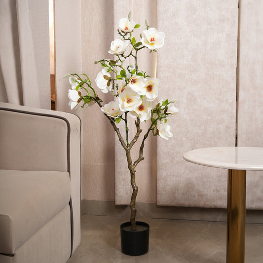 White Magnolia Tree with Blooms