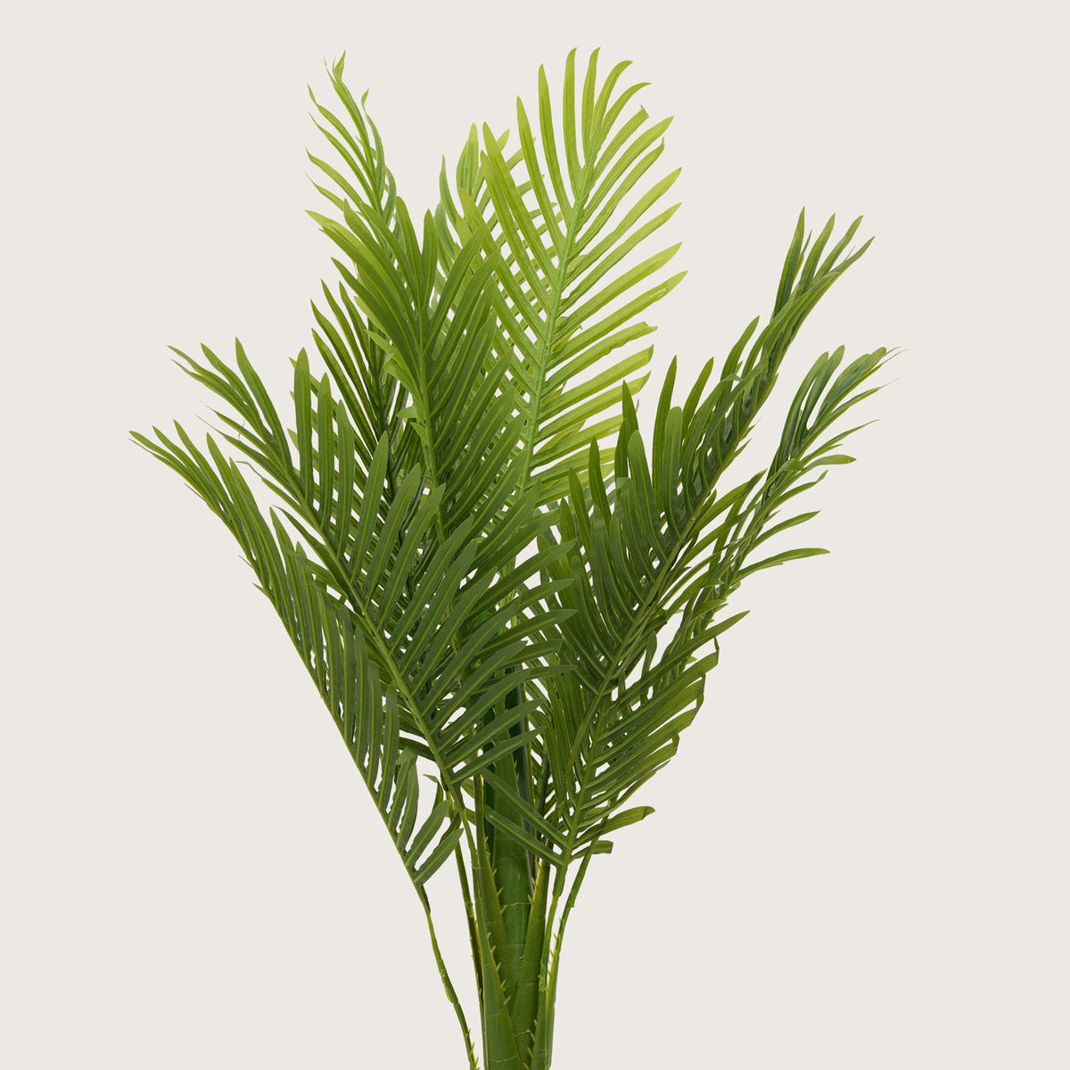 Tropical Plant  in Sleek Contemporary Base