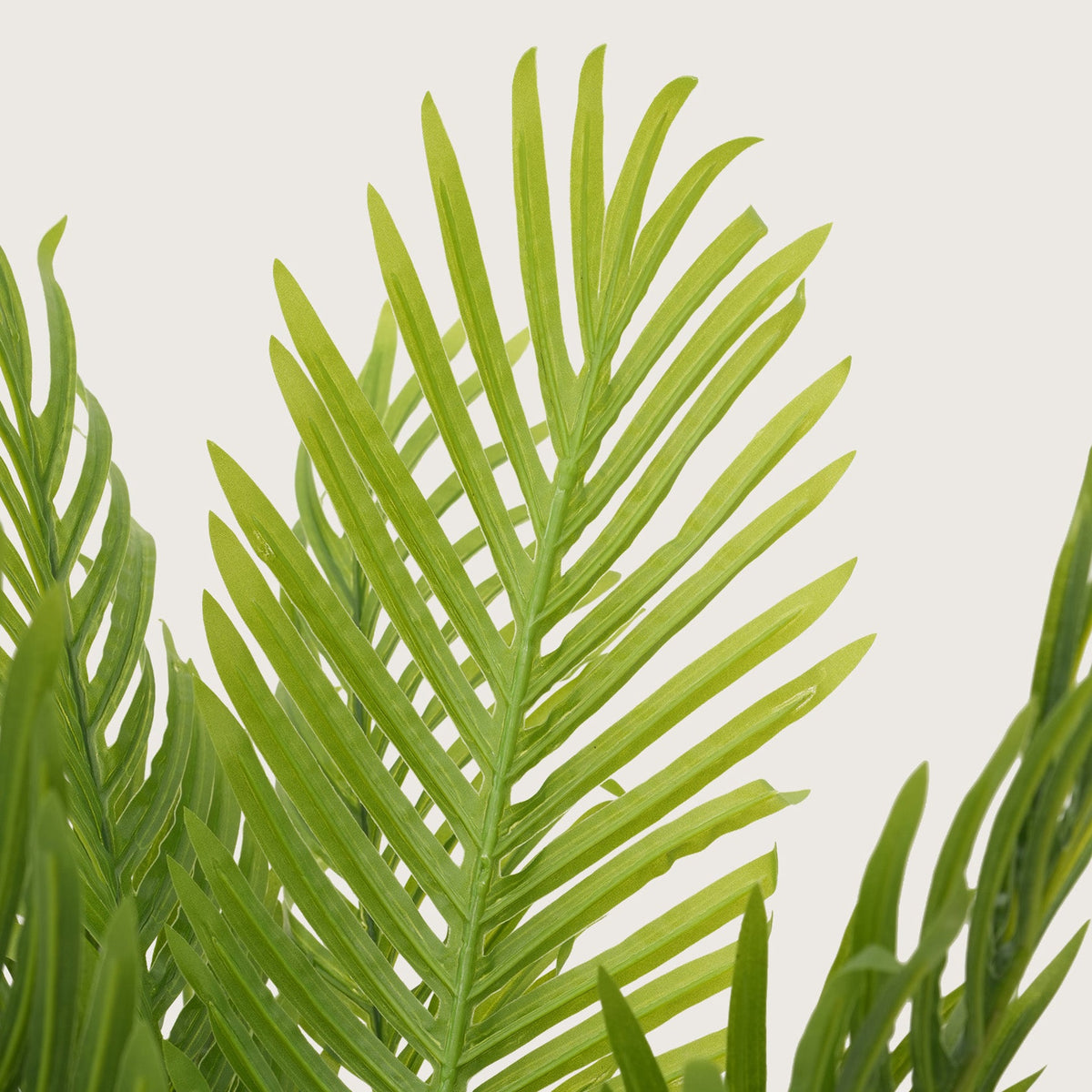 Tropical Plant  in Sleek Contemporary Base