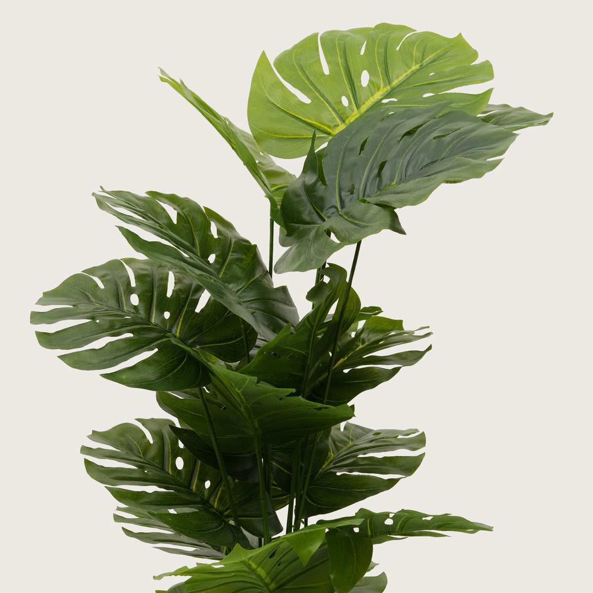 Architectural Floor Plant  with Sturdy Base