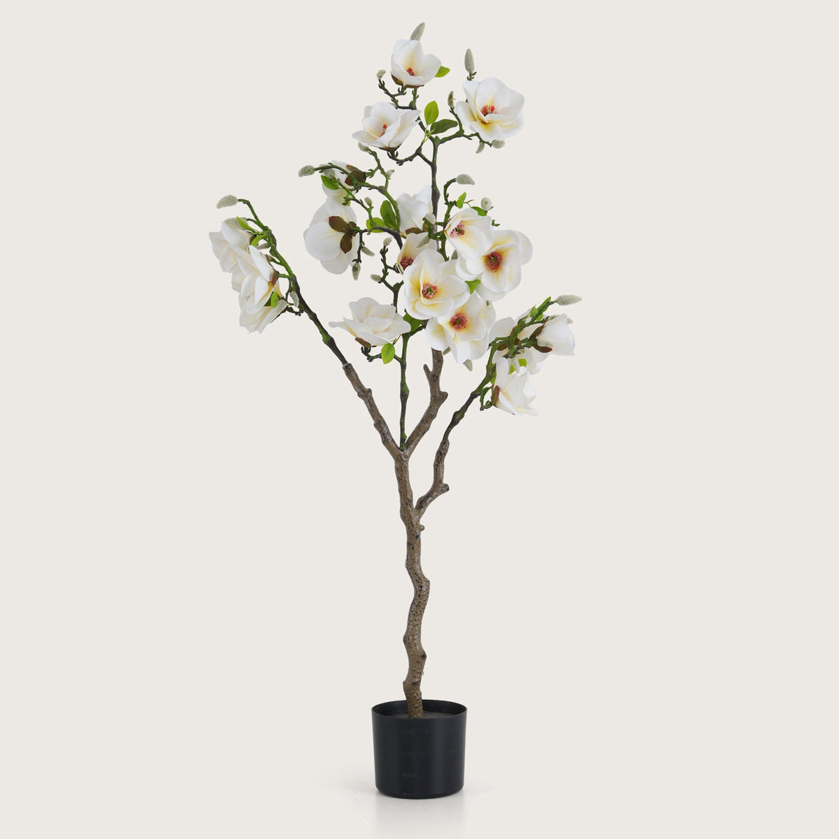 White Magnolia Tree with Blooms
