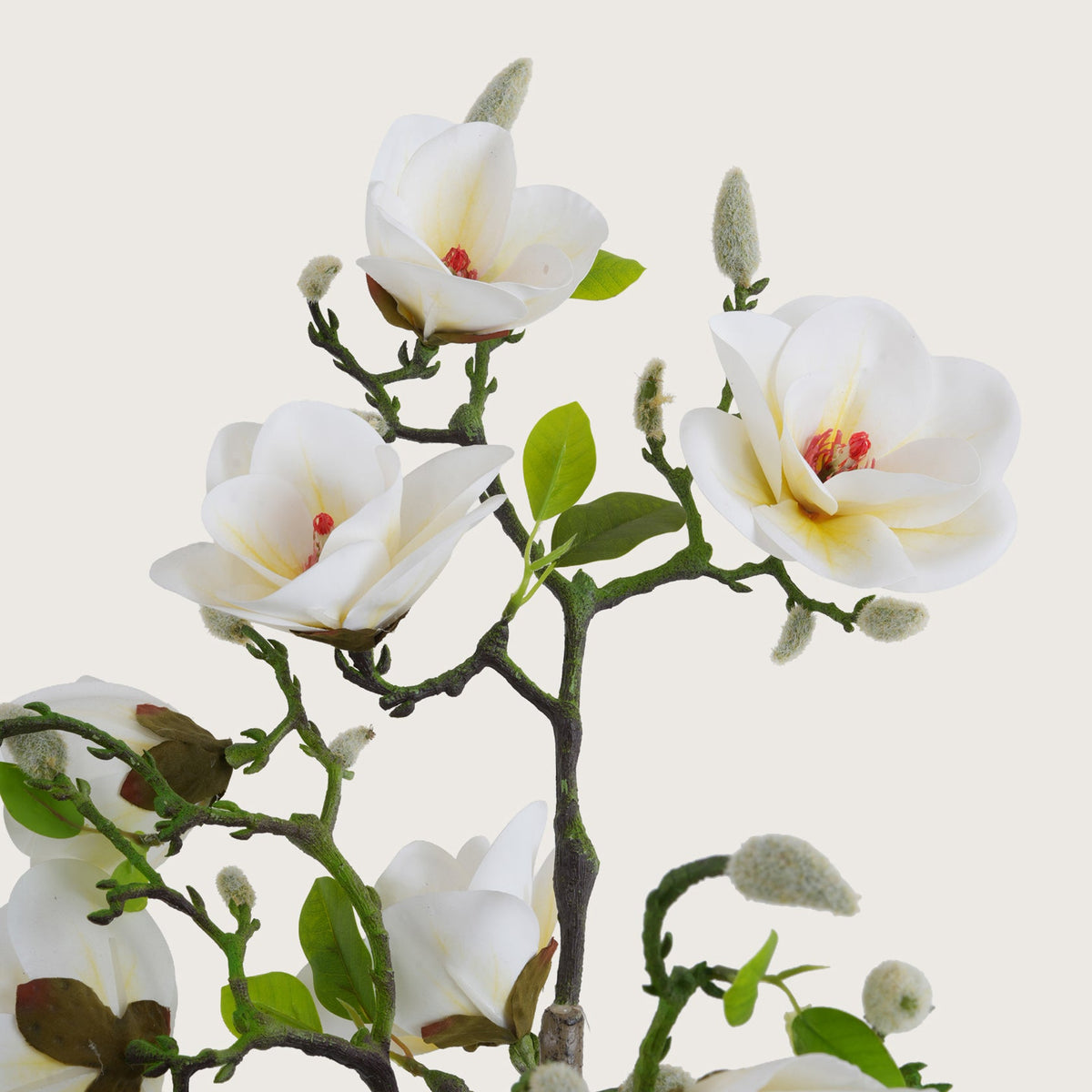 White Magnolia Tree with Blooms