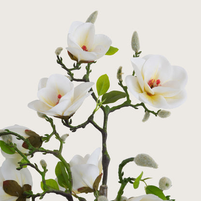White Magnolia Tree with Blooms