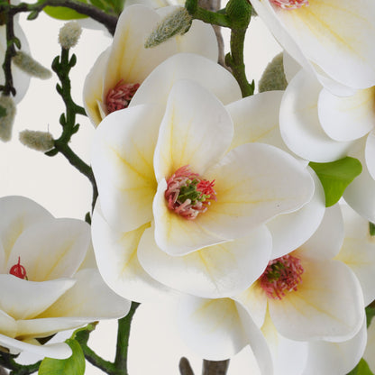 White Magnolia Tree with Blooms