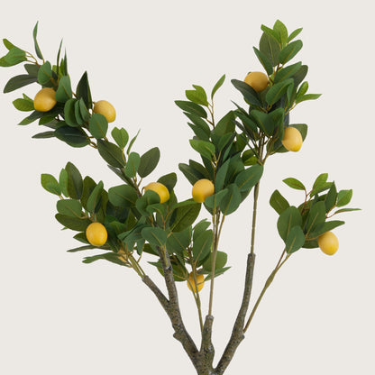Lush Green Lemon Tree