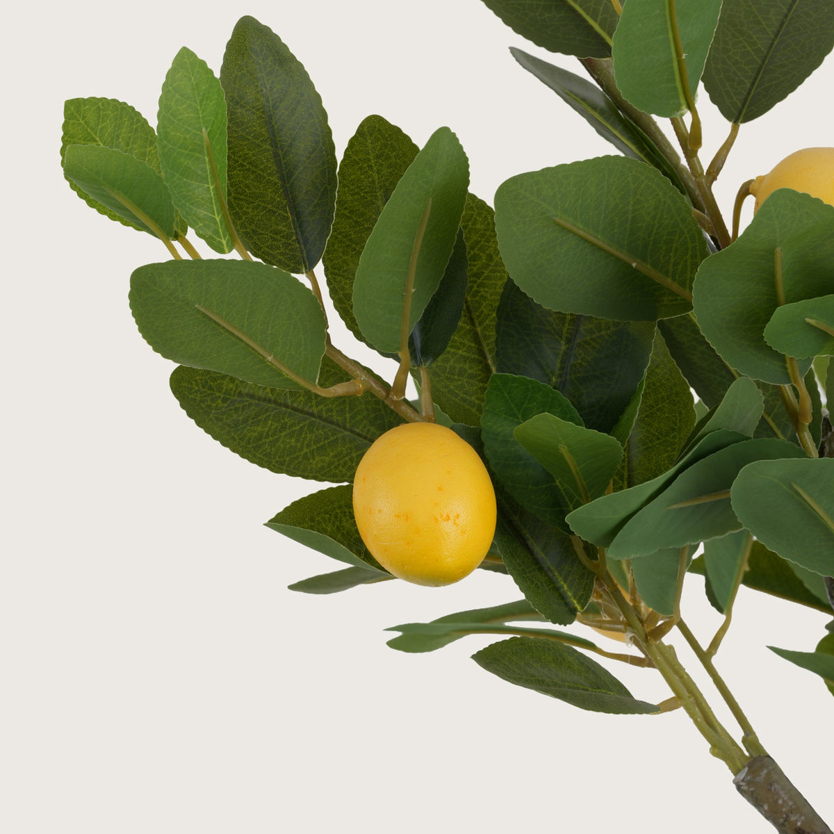 Lush Green Lemon Tree