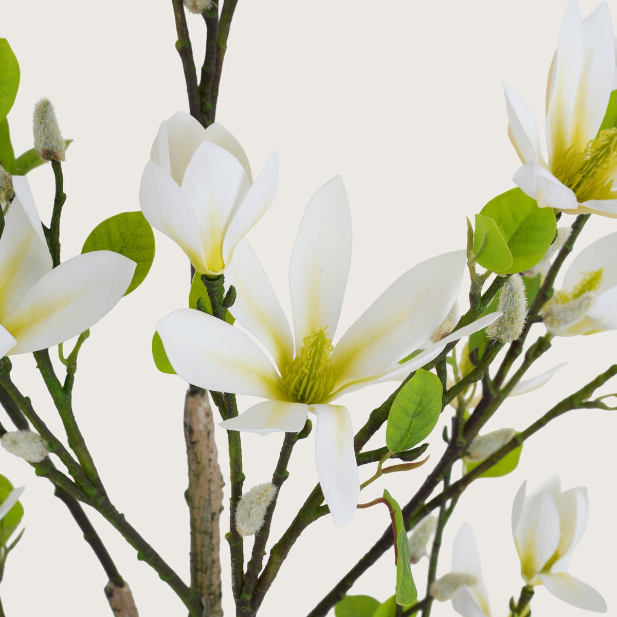 Slimline White Blossom Tree