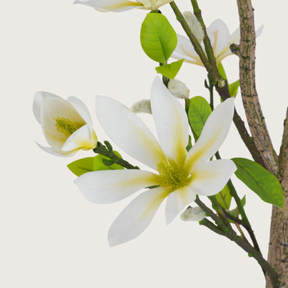 Slimline White Blossom Tree