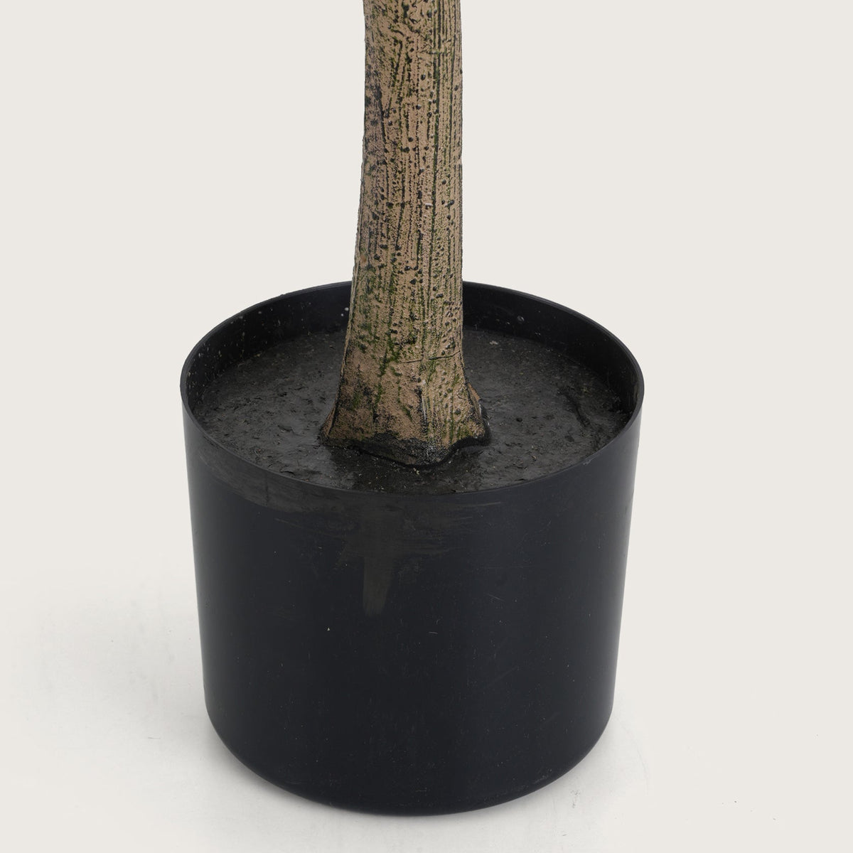 Slimline White Blossom Tree